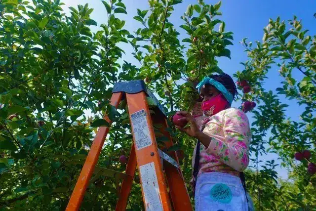 Apple picking and hiking at Brooks Farms, September 2020