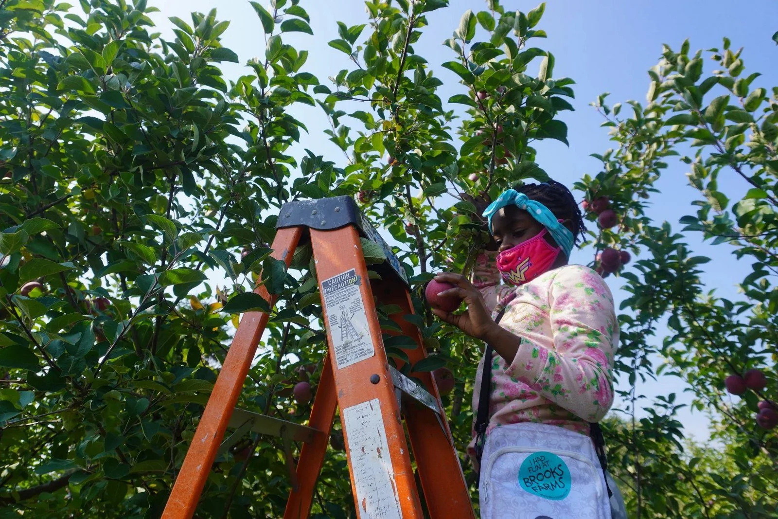 Good Guides youth Ambassadors apple-picking at Brooks Farms in Mount Albert